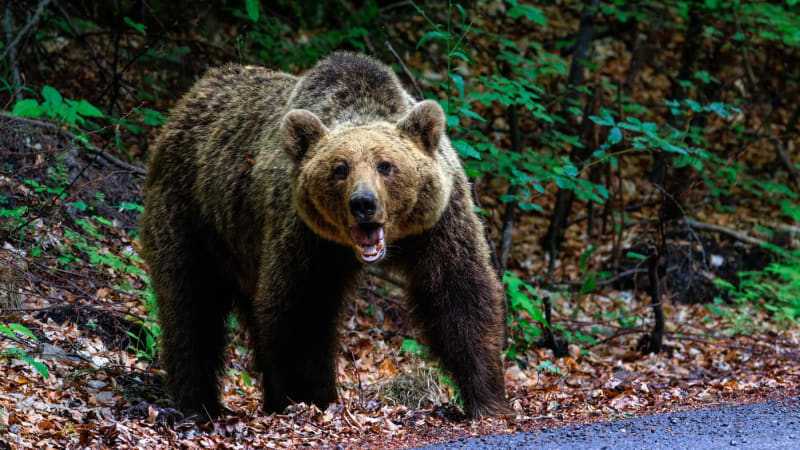 Medvědice napadla muže na stezce, skončil v nemocnici. Nechoďte do lesa, varuje slovenská obec